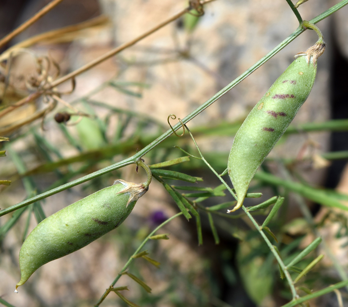 Image of Vicia peregrina specimen.