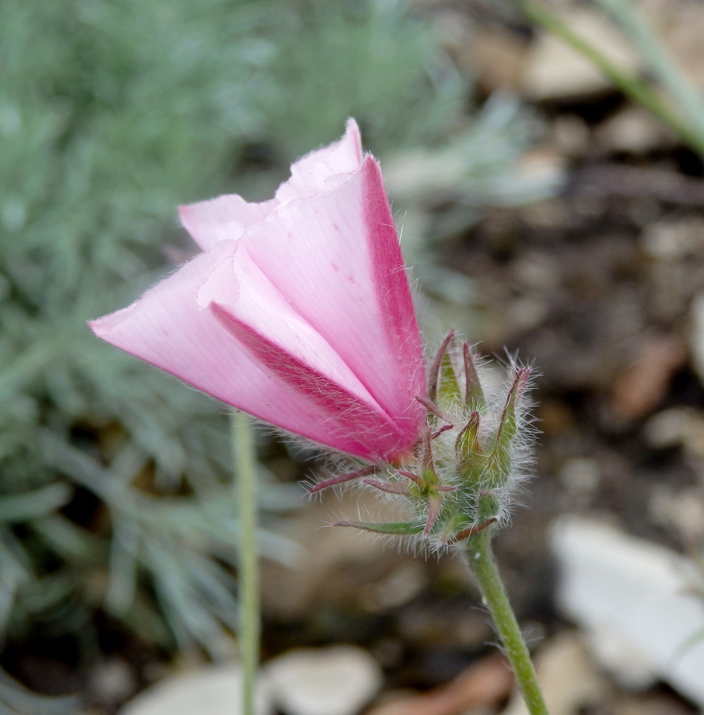 Image of Convolvulus cantabrica specimen.