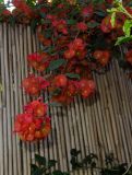 Holmskioldia sanguinea