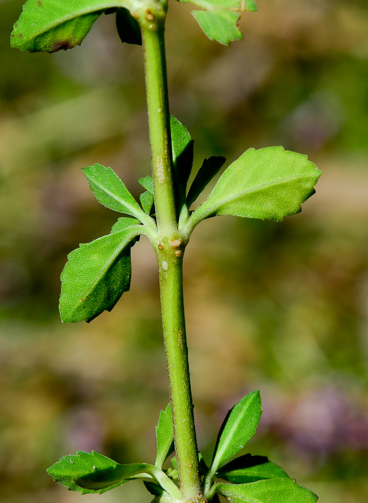 Изображение особи Lippia nodiflora.