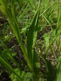 Dactylorhiza baltica