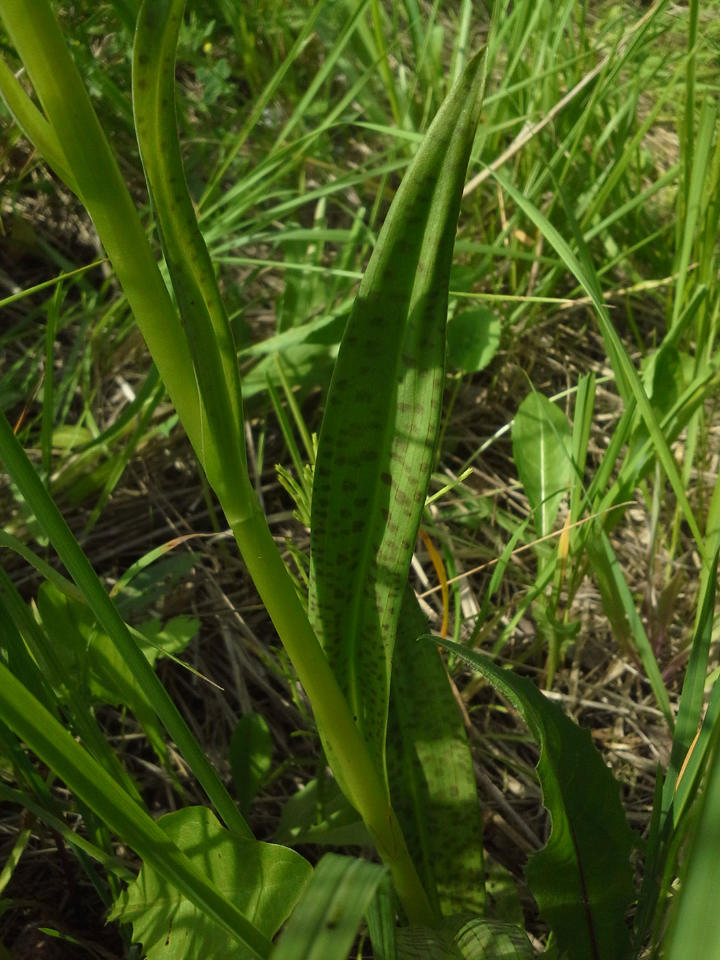 Image of Dactylorhiza baltica specimen.