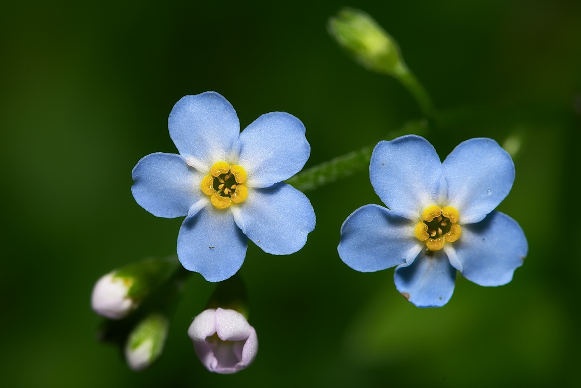 Изображение особи Myosotis palustris.