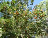 Pittosporum rhombifolium