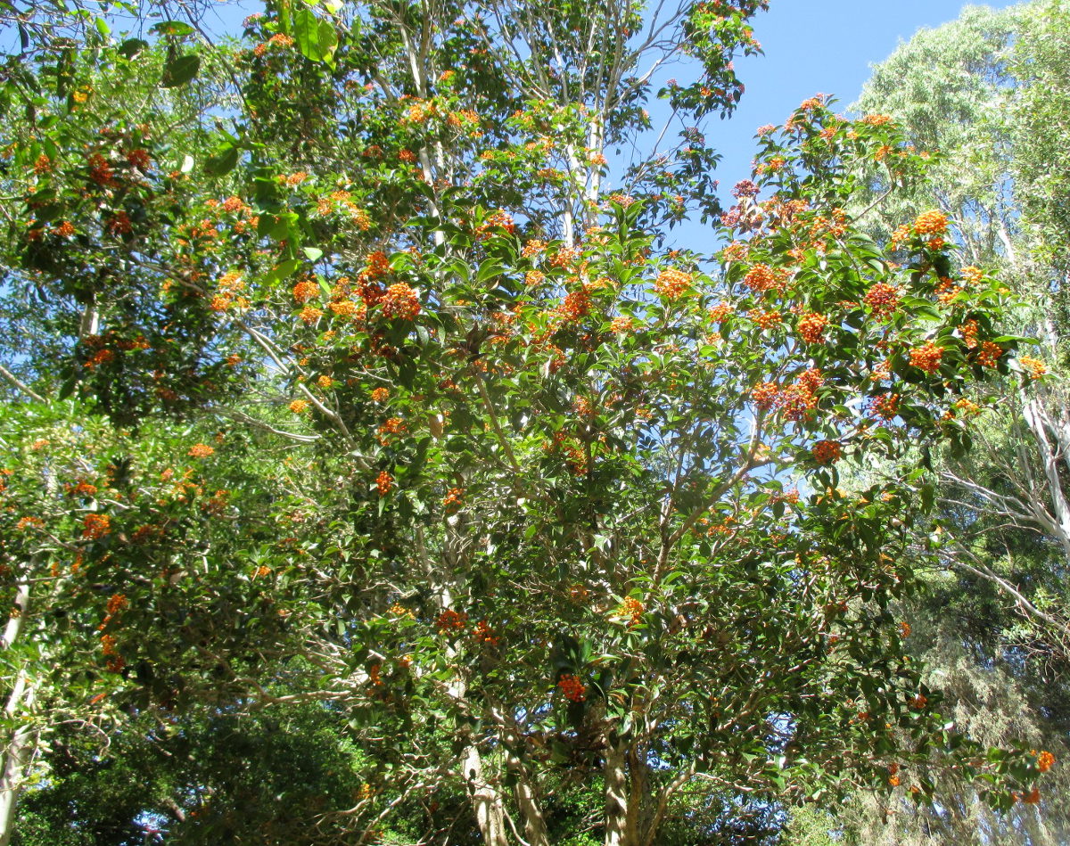 Image of Pittosporum rhombifolium specimen.