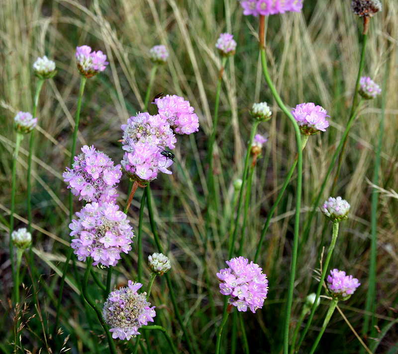 Изображение особи Armeria vulgaris.