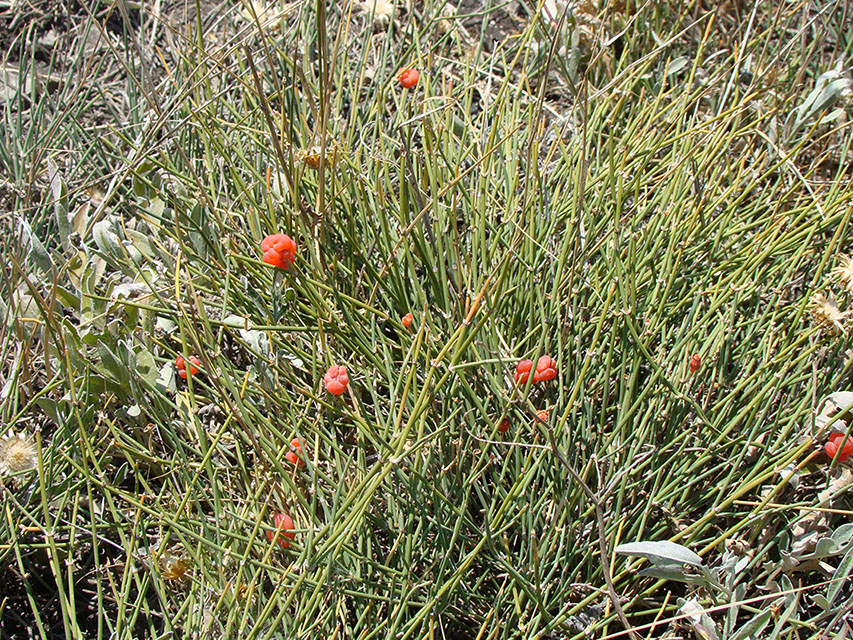 Image of Ephedra distachya specimen.