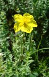 Helianthemum nummularium