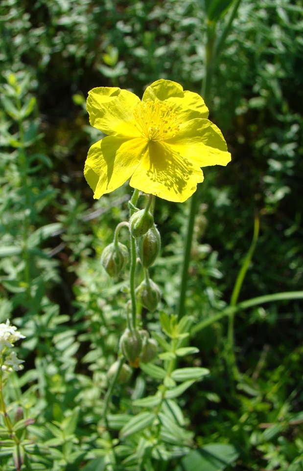 Image of Helianthemum nummularium specimen.