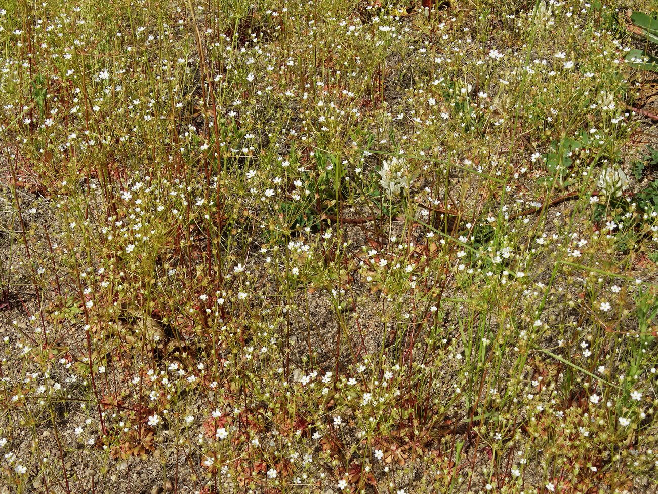 Image of Androsace lactiflora specimen.