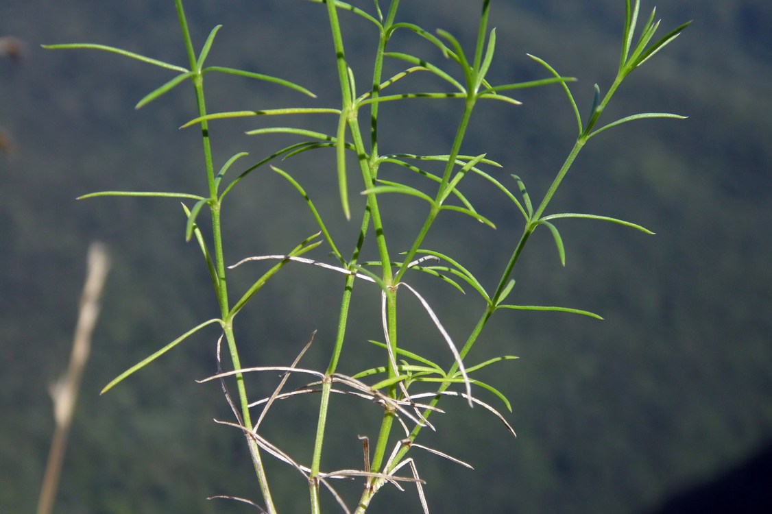 Изображение особи Asperula biebersteinii.