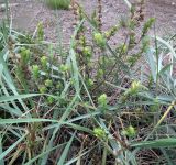 Rhinanthus groenlandicus. Цветущее и плодоносящее растение среди зарослей Leymus arenarius. Кольский п-ов, Восточный Мурман, Дальние Зеленцы. 17.08.2016.