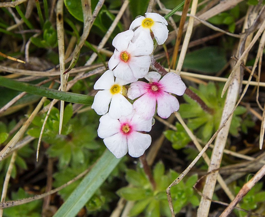 Image of Androsace barbulata specimen.