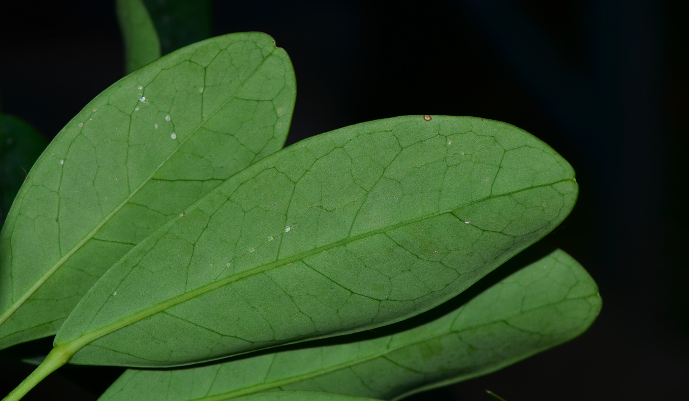 Изображение особи Heptapleurum arboricola.