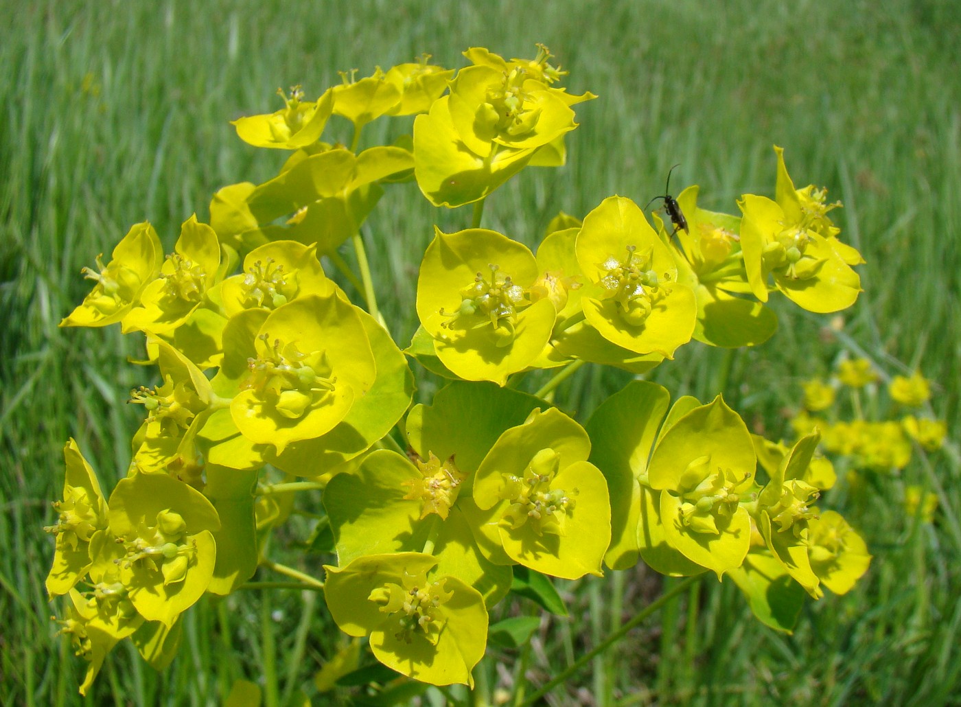 Изображение особи Euphorbia virgata.