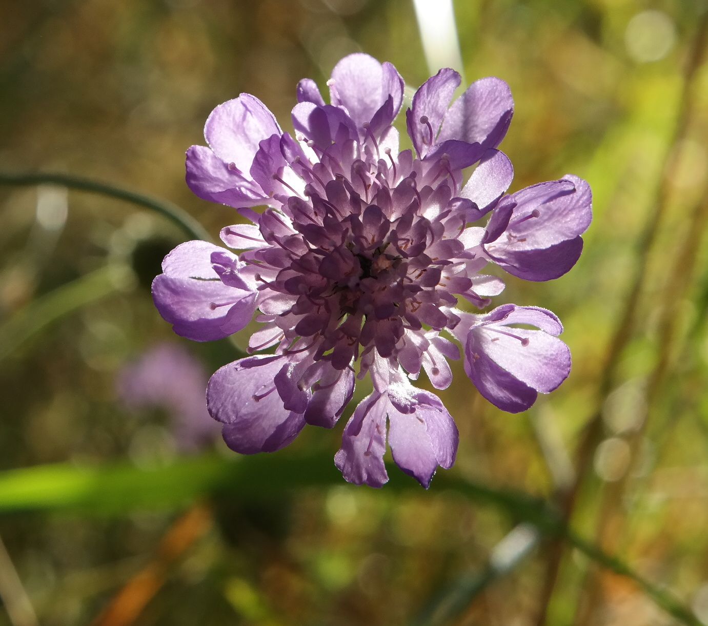 Изображение особи Scabiosa columbaria.