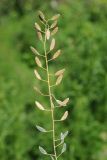 Draba huetii