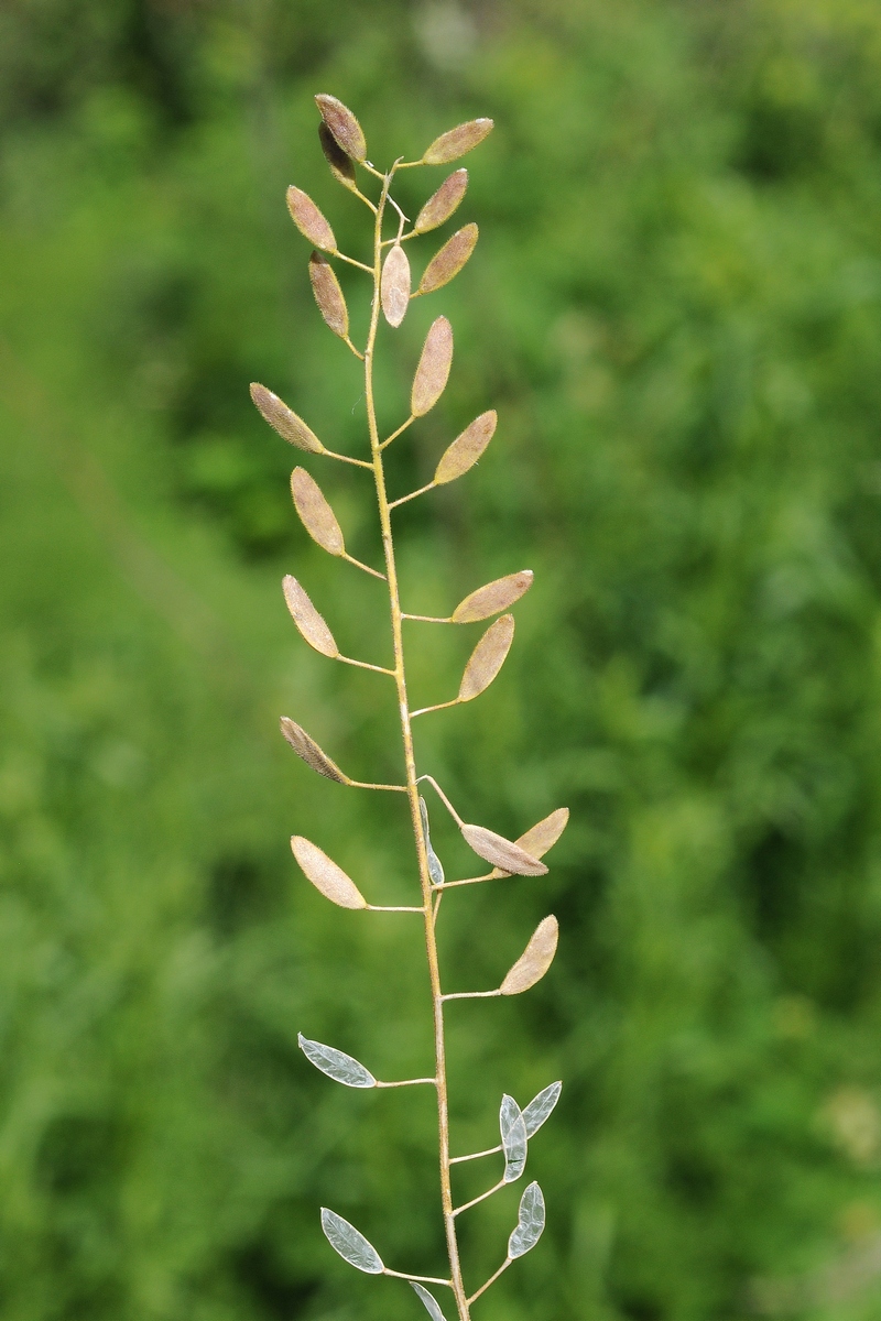 Изображение особи Draba huetii.