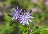 Lactuca sibirica. Распустившиеся и нераспустившиеся соцветия с сидящим насекомым. Карелия, Заонежье, о. Сал, галечный пляж. 18.08.2016.