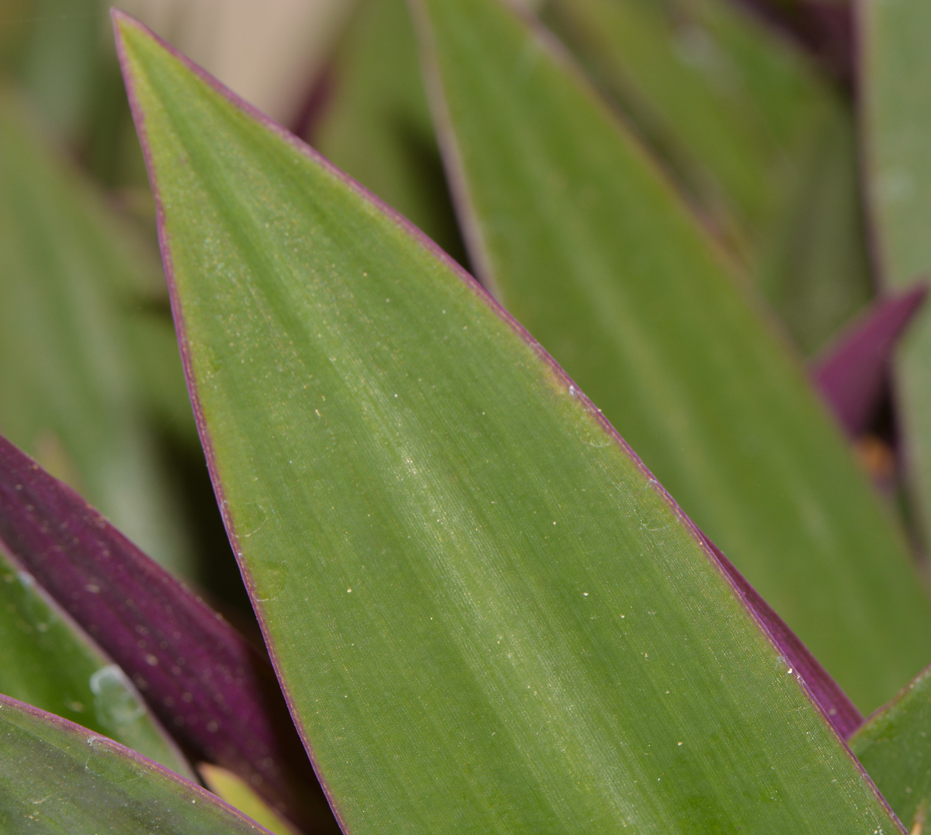 Изображение особи Rhoeo spathacea.