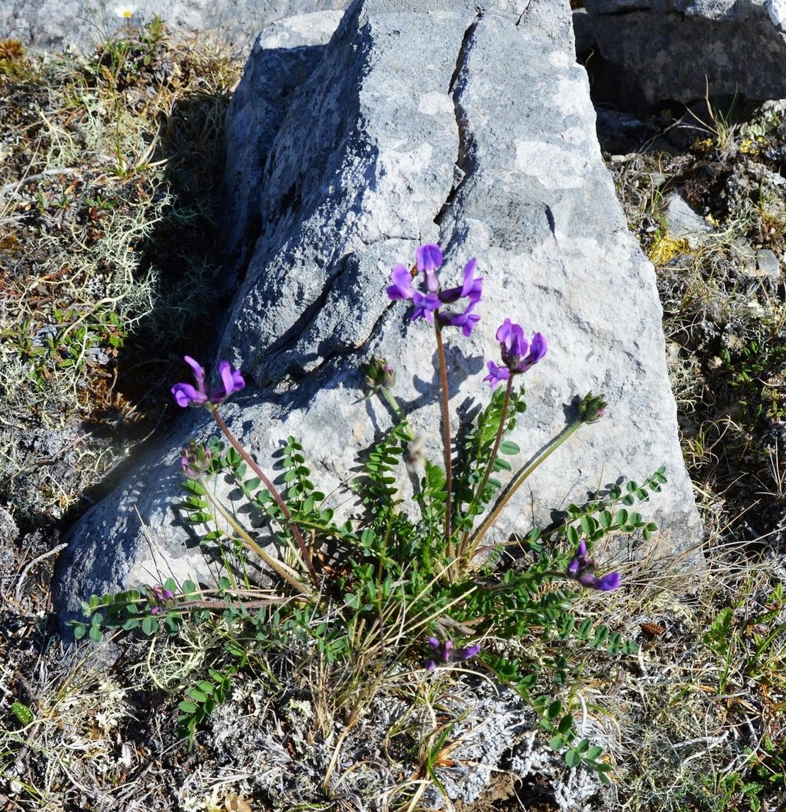 Изображение особи Oxytropis karga.