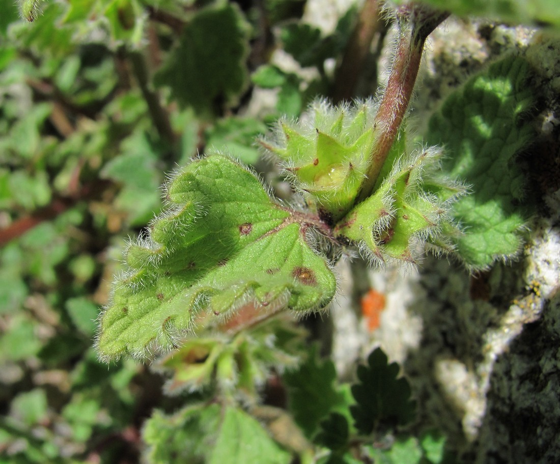 Image of Lamium tomentosum specimen.