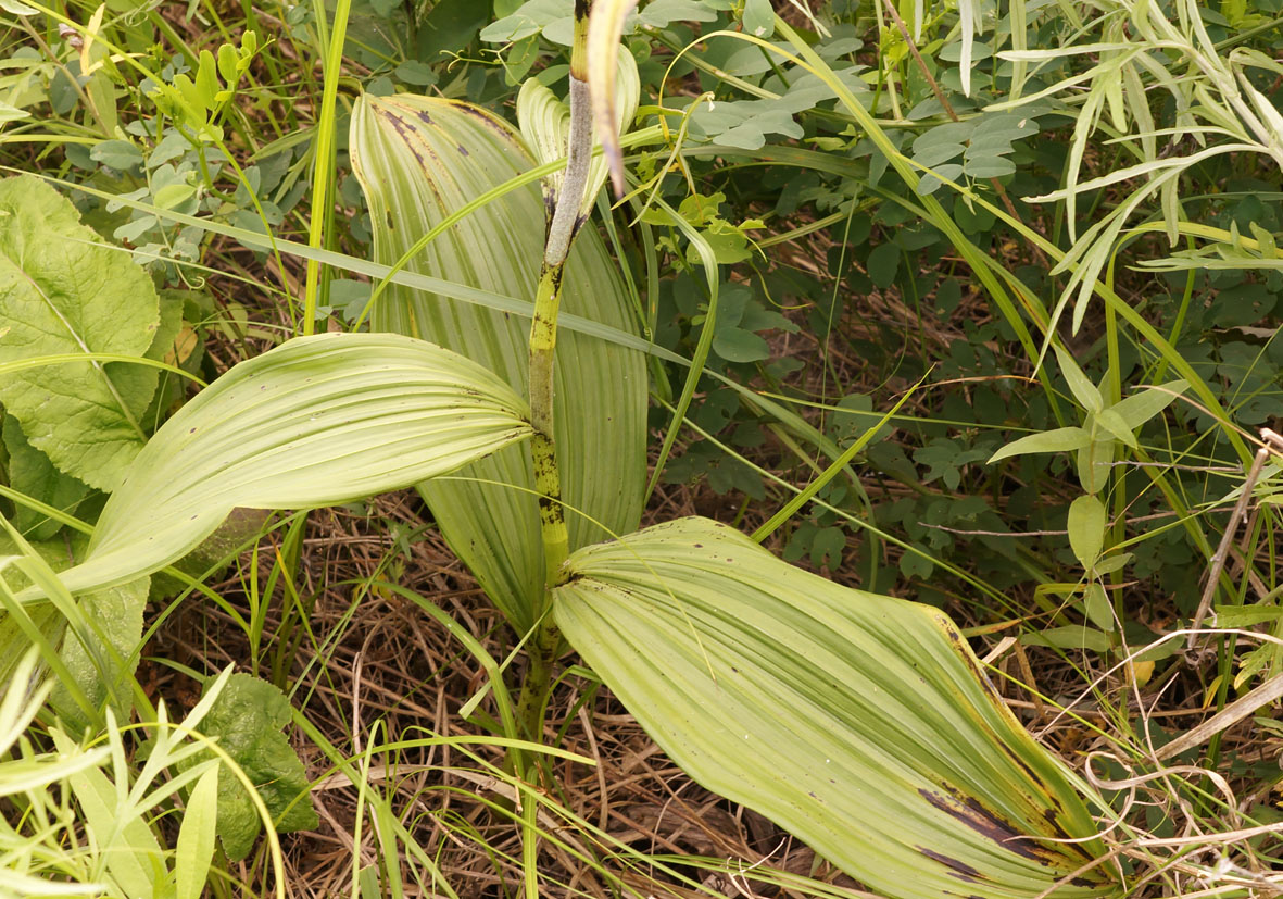 Image of Veratrum ussuriense specimen.
