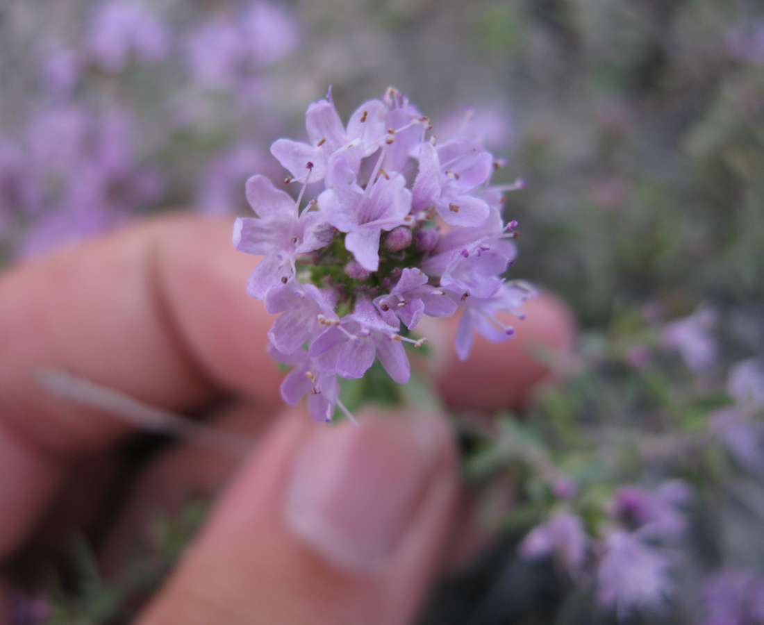 Image of Thymus dubjanskyi specimen.