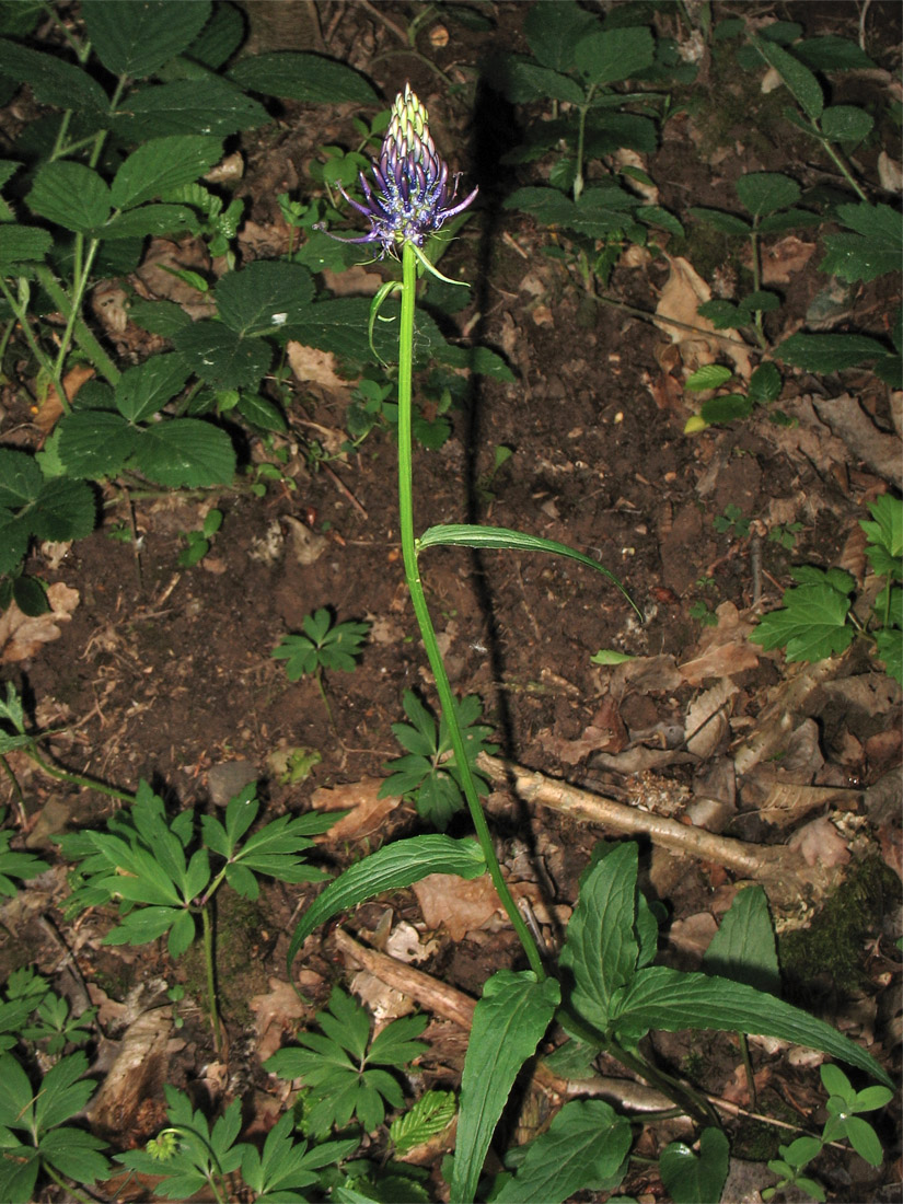 Изображение особи Phyteuma nigrum.