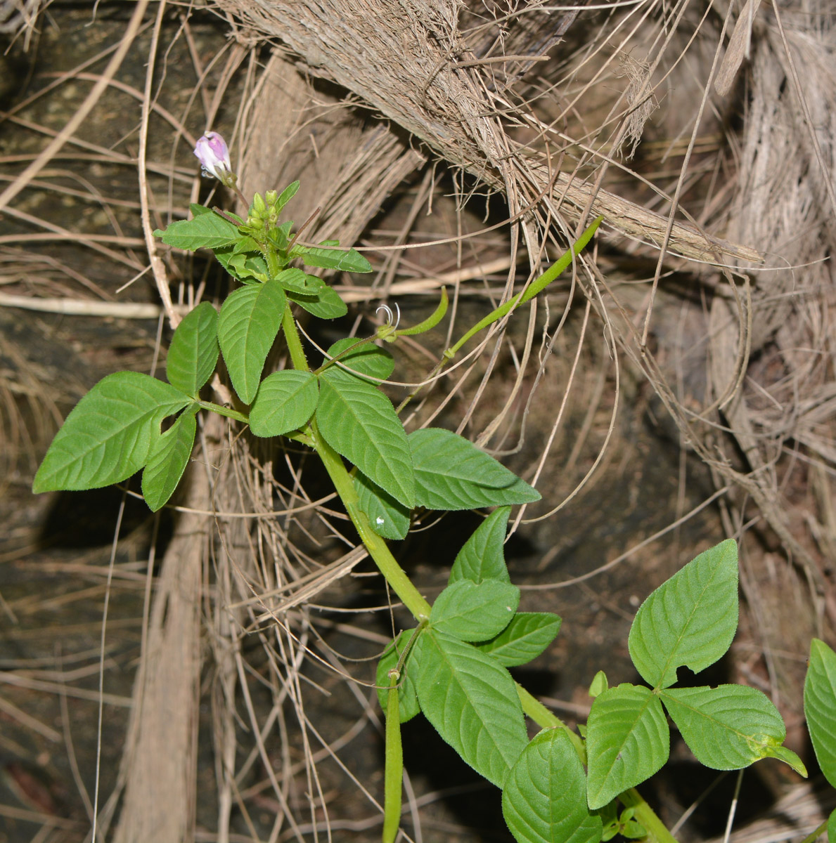 Image of Cleome rutidosperma specimen.