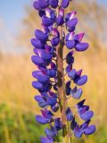 Lupinus polyphyllus