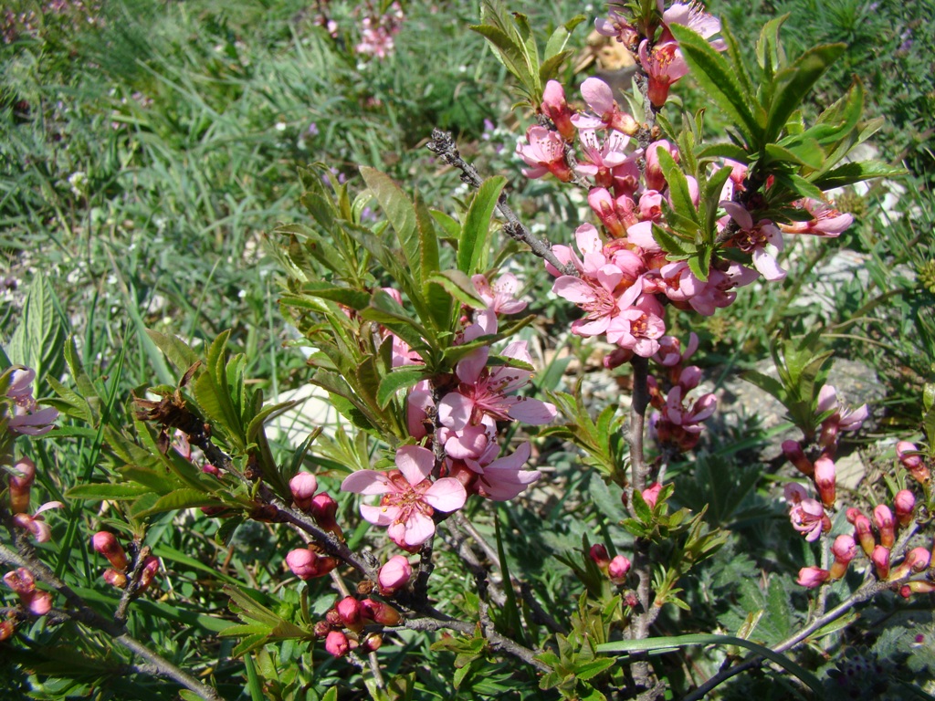 Image of Amygdalus nana specimen.
