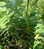 Filipendula ulmaria. Нижняя часть побега. Республика Мордовия, Ромодановский р-н, окр. с. Вырыпаево, луг на открытом склоне. 16 июля 2015 г.