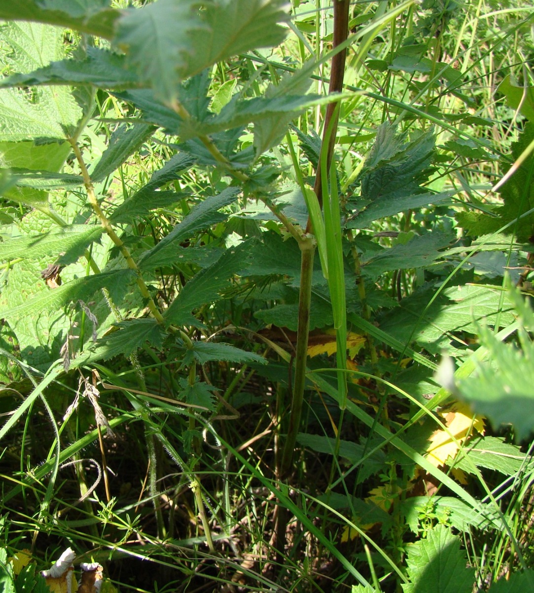 Изображение особи Filipendula ulmaria.