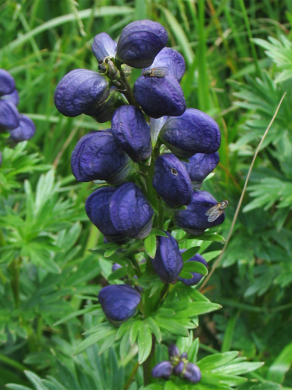 Изображение особи Aconitum firmum.