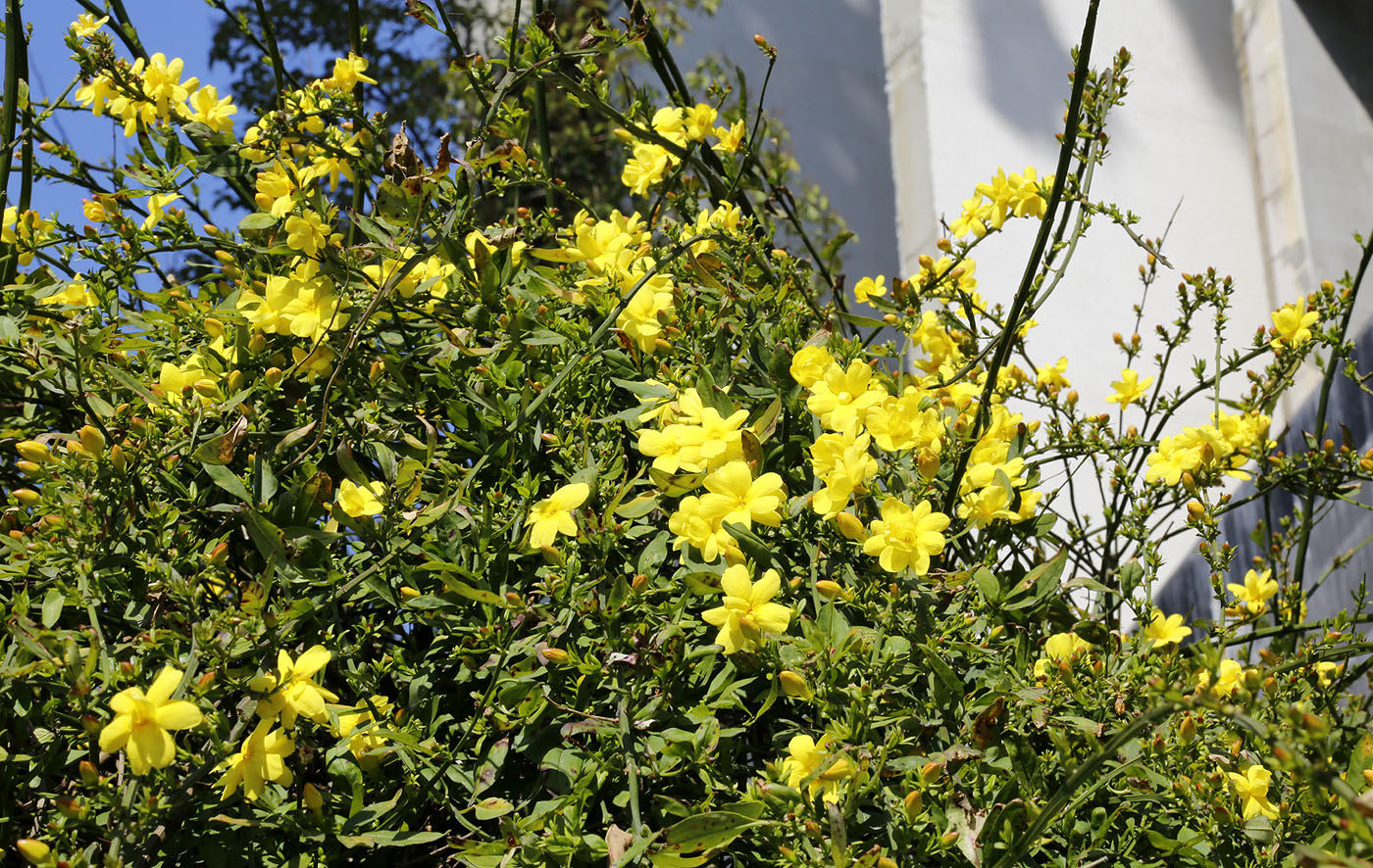 Image of Jasminum mesnyi specimen.