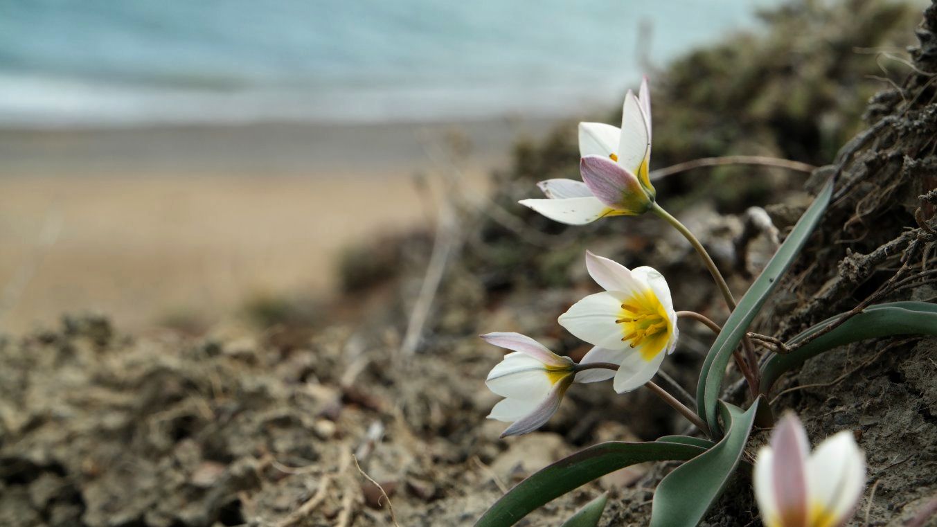 Изображение особи Tulipa biflora.