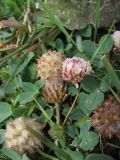 Trifolium fragiferum