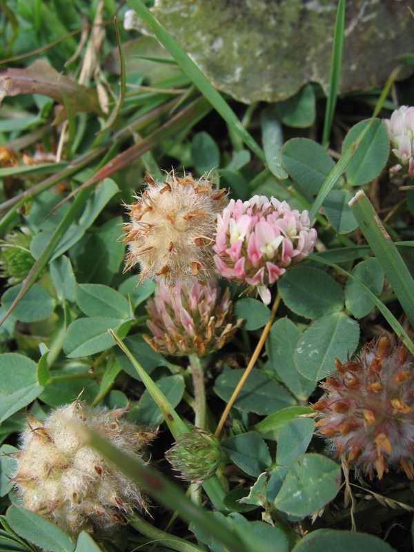 Изображение особи Trifolium fragiferum.