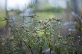 Ledum palustre