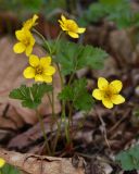 Waldsteinia subspecies maximowicziana