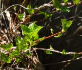 Hydrangea petiolaris