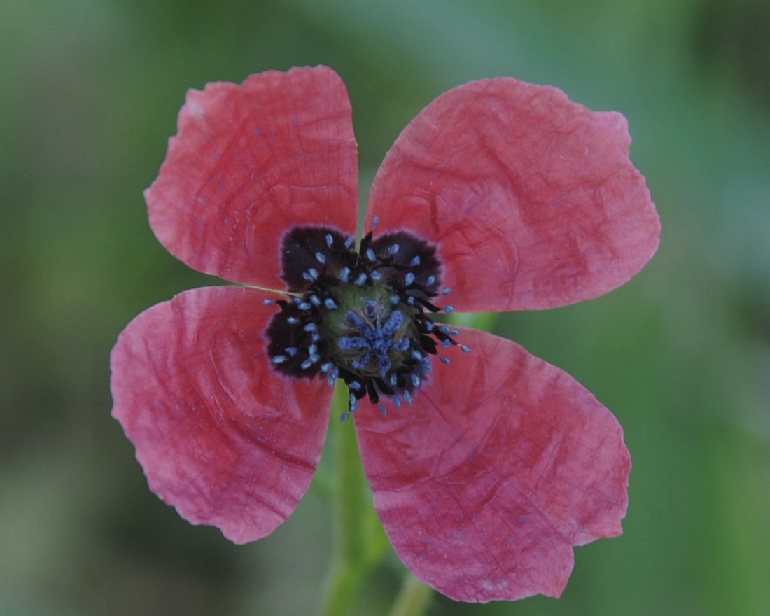 Изображение особи Papaver hybridum.