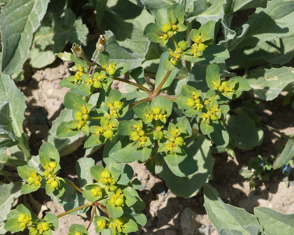 Изображение особи Euphorbia helioscopia.