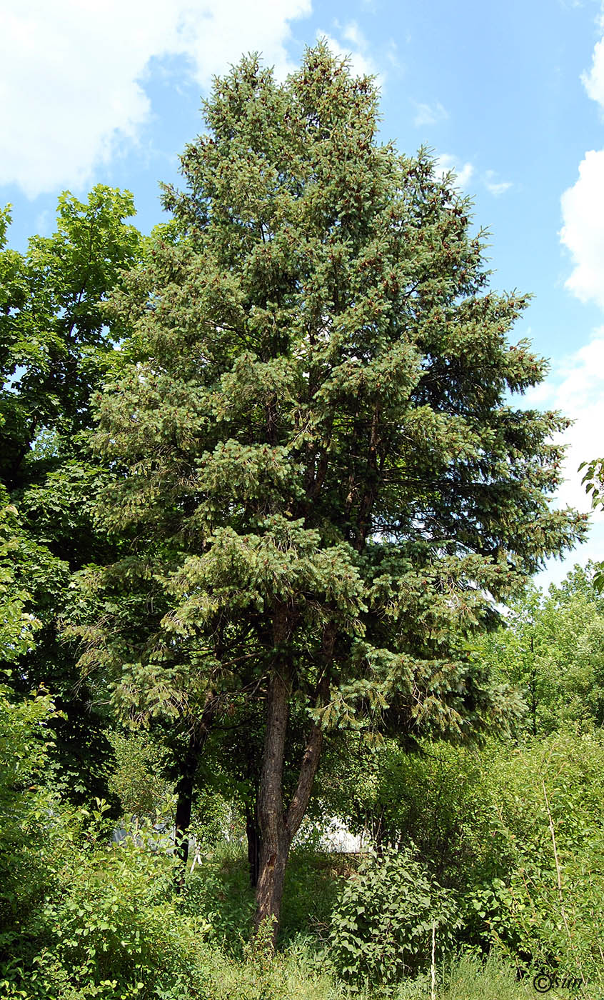 Image of Pseudotsuga menziesii specimen.