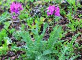 Oxytropis ivdelensis