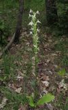 Platanthera &times; hybrida