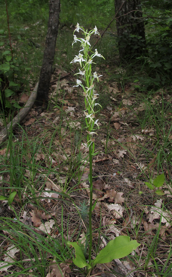 Изображение особи Platanthera &times; hybrida.