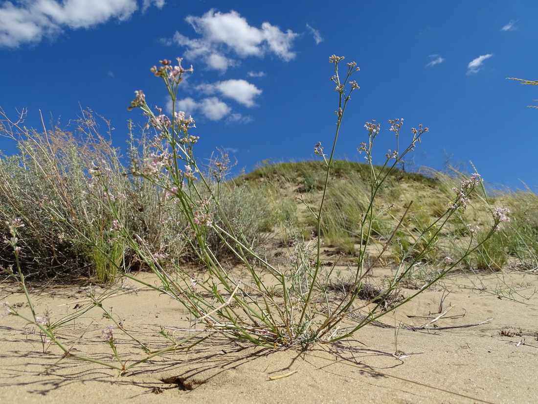 Изображение особи Asperula danilewskiana.