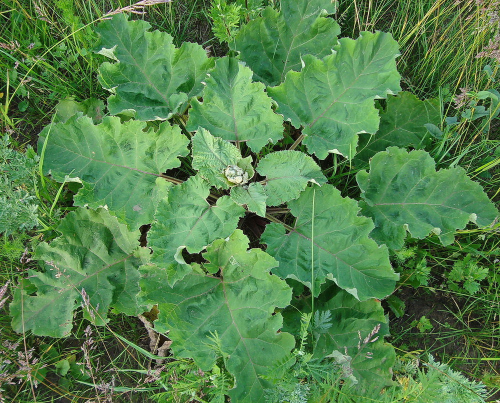 Изображение особи род Arctium.